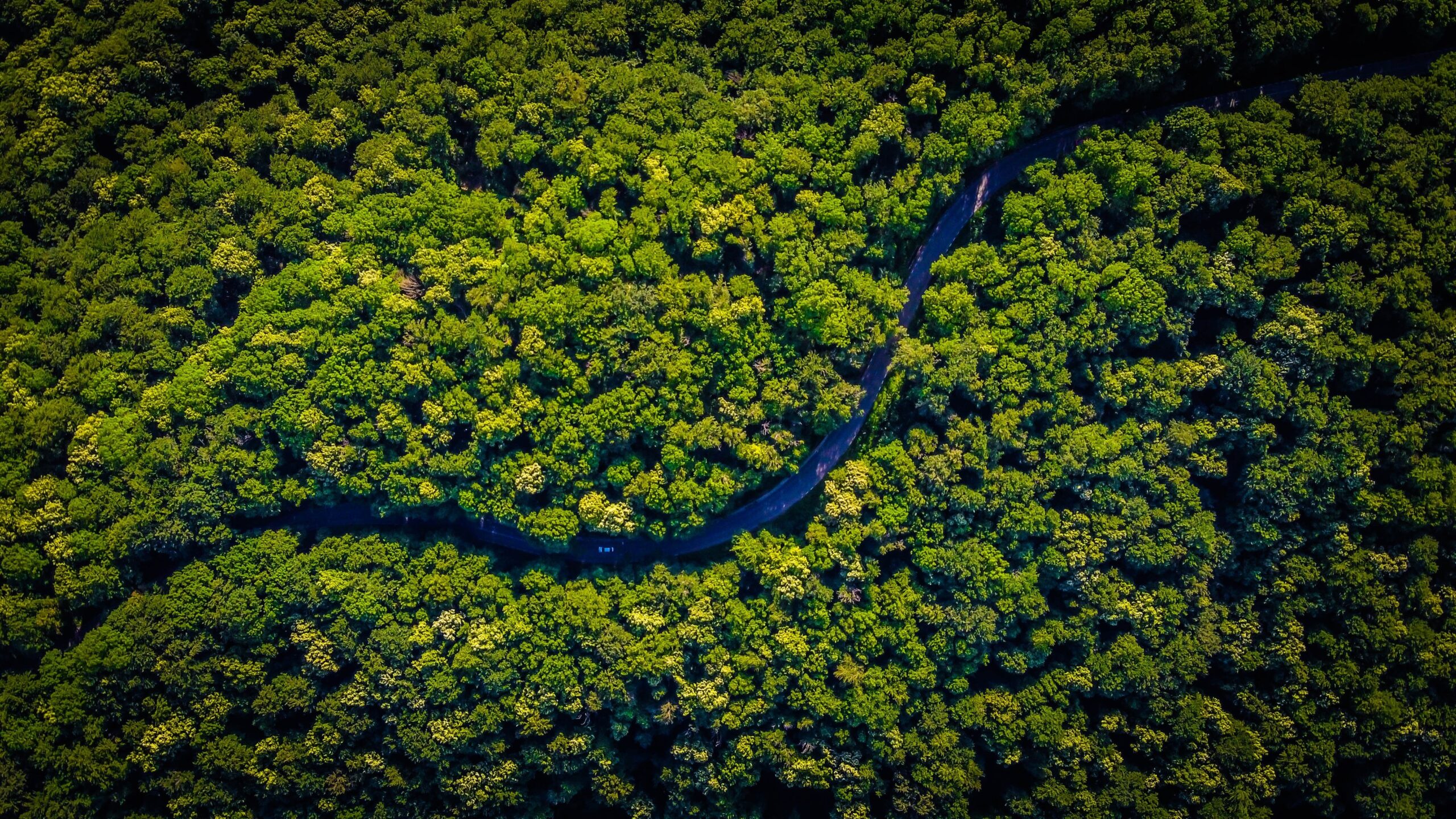 xetgo_sustainability_plant_a_tree aerial view of a green forest